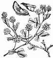 Lesser Trefoil - Trifolium dubium Sibth.
