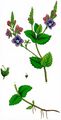 Vienna Speedwell - Veronica vindobonensis (M. A. Fisch.) M. A. Fisch.