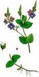 Wiener Ehrenpreis - Veronica vindobonensis (M. A. Fisch.) M. A. Fisch. 