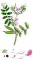Bush Vetch - Vicia sepium L.