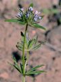 Squinancywort - Asperula cynanchica L.