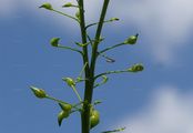 Warty-Cabbage - Bunias orientalis L.
