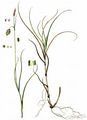 Schlamm-Segge - Carex limosa L.