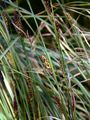 Schwarzährige Segge - Carex melanostachya Willd.