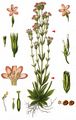 Common Centaury - Centaurium erythraea Rafn