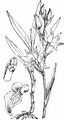 Red Helleborine - Cephalanthera rubra (L.) Rich.