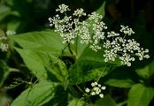 Knolliger Kälberkropf - Chaerophyllum bulbosum L.