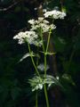 Alpen-Kälberkropf - Chaerophyllum villarsii W. D. J. Koch