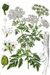 Gefleckter Schierling - Conium maculatum L. 