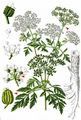 Hemlock - Conium maculatum L.