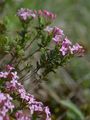 Rosmarin-Seidelbast - Daphne cneorum L.