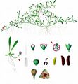 Six-Stamened Waterwort - Elatine hexandra (Lapierre) DC.