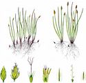 Dwarf Spike-Rush - Eleocharis parvula (Roem. & Schult.) Bluff & al.