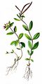 Gauchheilblättriges Weidenröschen - Epilobium anagallidifolium Lam.