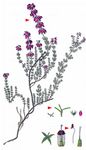 Graue Heide - Erica cinerea L. 
