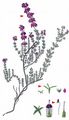 Bell Heather - Erica cinerea L.