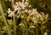 White Bedstraw - Galium album Mill.