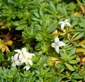 Schweizer Labkraut - Galium megalospermum All.