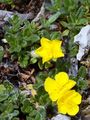 Alpen-Sonnenröschen - Helianthemum alpestre (Jacq.) DC.