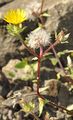 Natternkopf-Bitterkraut - Helminthotheca echioides (L.) Holub