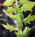 Henbane - Hyoscyamus niger L.
