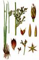 Blaugrüne Binse - Juncus inflexus L.