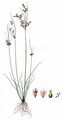 Slender Rush - Juncus tenuis Willd.