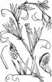 Marsh Pea - Lathyrus palustris L.