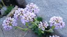 Round-Leaved Penny-Cress - Noccaea rotundifolia (L.) Moench