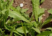 Hawkweed Oxtongue - Picris hieracioides L.