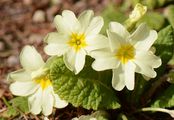 Stängellose Schlüsselblume - Primula acaulis (L.) L.