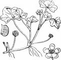 Efeublättriger Wasserhahnenfuß - Ranunculus hederaceus L.