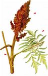Essigbaum - Rhus typhina L. 