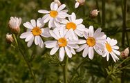 Scentless Feverfew - Tanacetum corymbosum (L.) Sch. Bip.