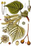 Sommer-Linde - Tilia platyphyllos Scop. 