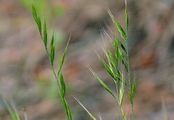 Squirreltail Fescue - Vulpia bromoides (L.) Gray