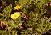  - Waldsteinia ternata (Stephan) Fritsch