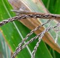 Mais - Zea mays L.