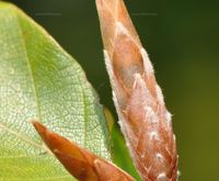 Fagus sylvatica (Rot-Buche) - Winterknospen