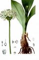 Allermannsharnisch - Allium victorialis L.