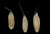 Acker-Fuchsschwanzgras - Alopecurus myosuroides Huds.