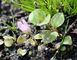 Bog Pimpernel - Anagallis tenella (L.) L.