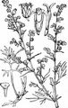 Feld-Beifuß - Artemisia campestris L.