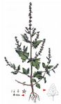 Spieß-Melde - Atriplex prostrata DC. 