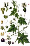 Schwarzfrüchtige Zaunrübe - Bryonia alba L. 