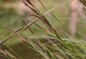 Steife Segge - Carex elata All.