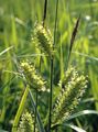 Blasen-Segge - Carex vesicaria L.