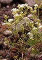 Bedstraw - Galium anisophyllon Vill.