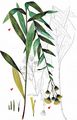  - Hieracium inuloides agg. 