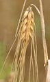 Six-Rowed Barley - Hordeum vulgare L.